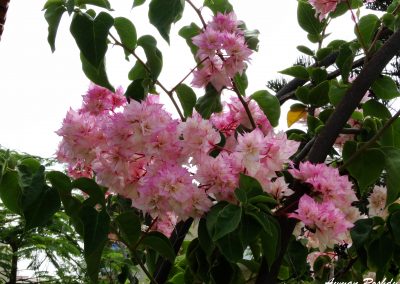 Pink Flowers