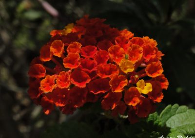 Red Orange Flower