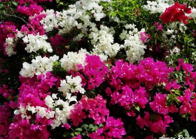 White & Pink Flowers