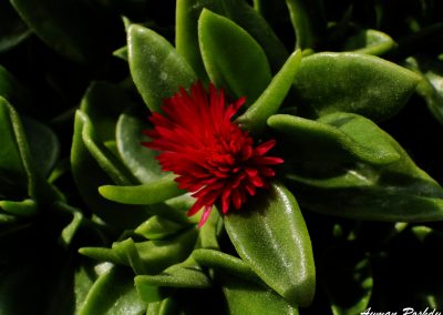 Red Green Cactus