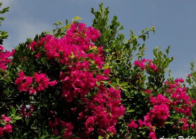 Dark Pink Flowers