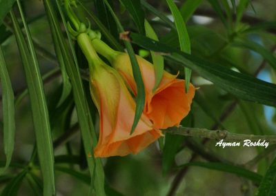 Orange Flowers