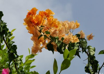 Orange Flowers