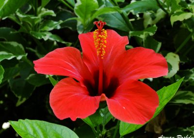 Big Red Flower