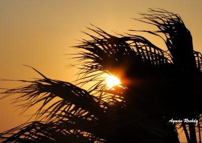 Palm Tree in the Sunset