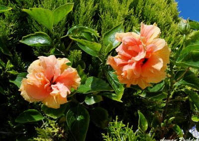 Orange Pink Flower