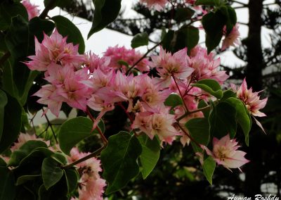 Pink Flowers