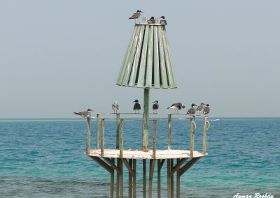 Birds on the Sea
