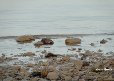 Watery Rocks