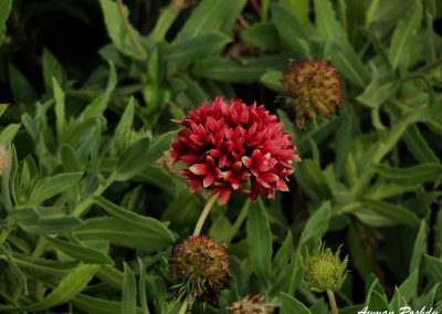 Dark Red Flower