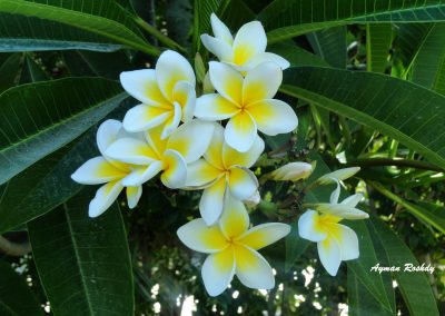 Yellow White Flower