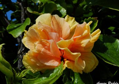 Orange Pinky Flower