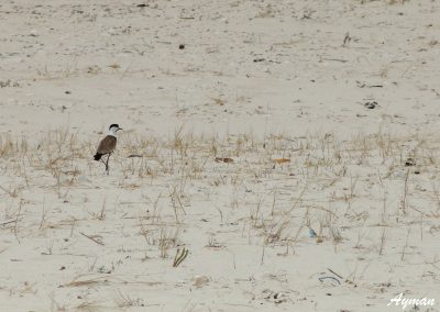 Lonely Sea Bird