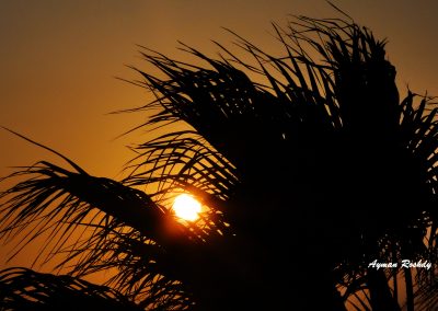 Palm Tree in the Sunset