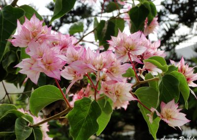 Pink Flowers