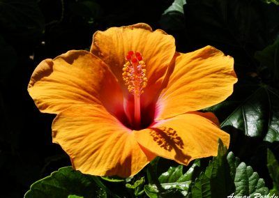 Orange Flower