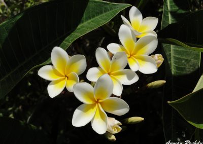 White Yellow Flower