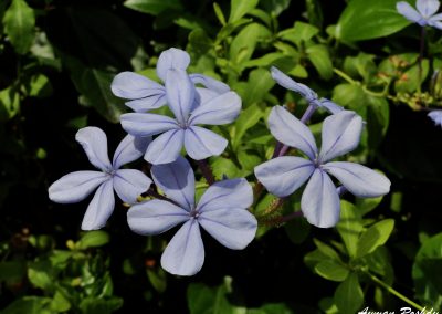 Purple Flowers