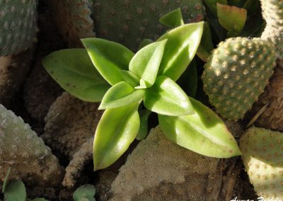 Green Cactus