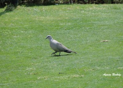 Lonely Pigeon