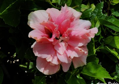 Pink Flower