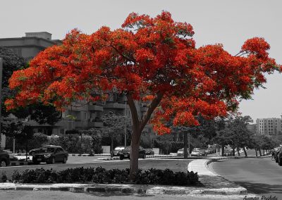 Red Tree with Gray Background