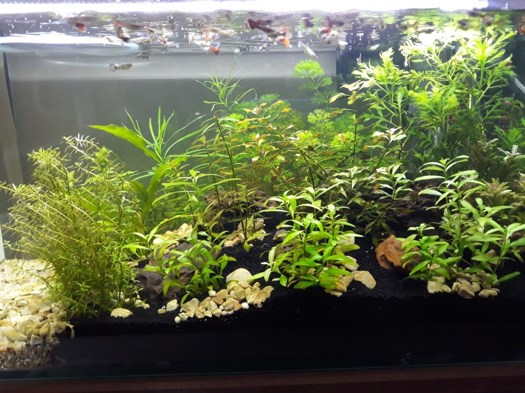 Big Aquarium Big Aquarium