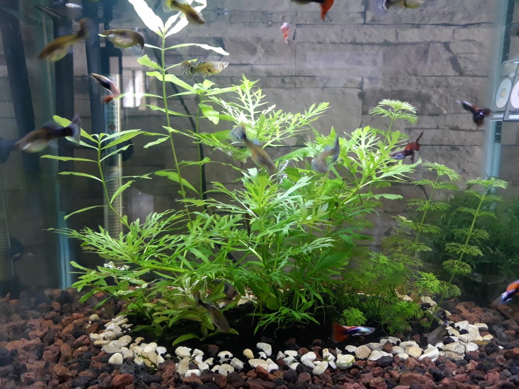 Medium Aquarium