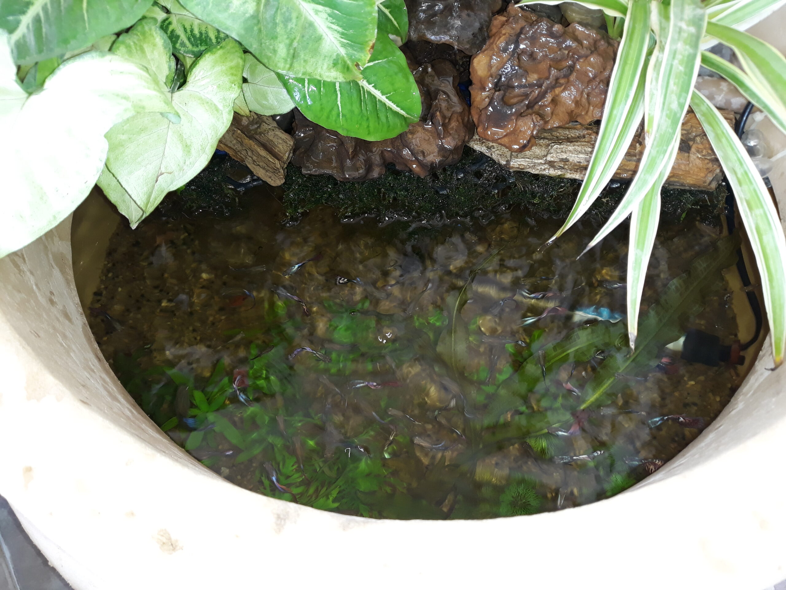 Fish Pond Fish Pond